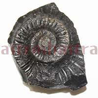 Shaligram 10769 110gm